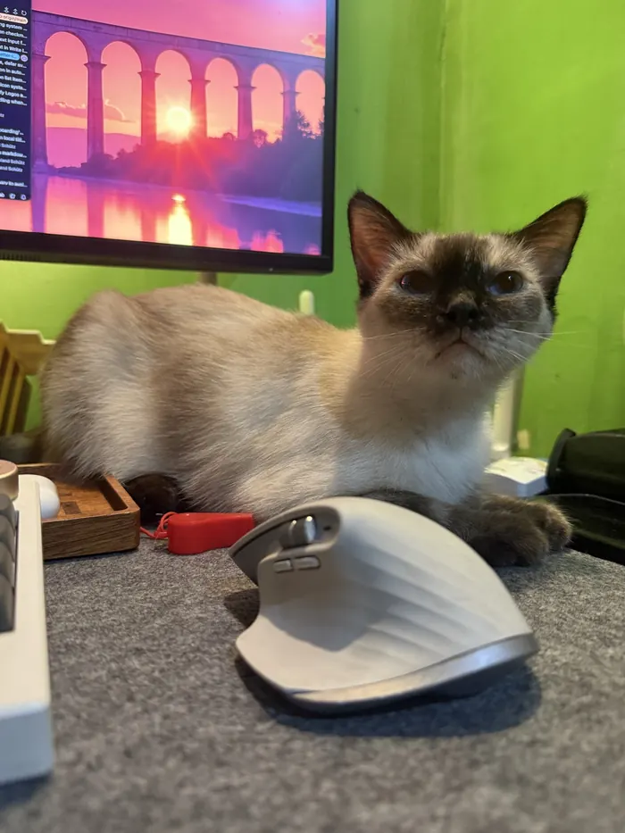 A cat sitting on Arvin’s desk next to his mouse